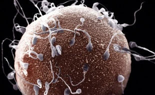 Fécondation d'un oeuf par des spermatozoïdes.