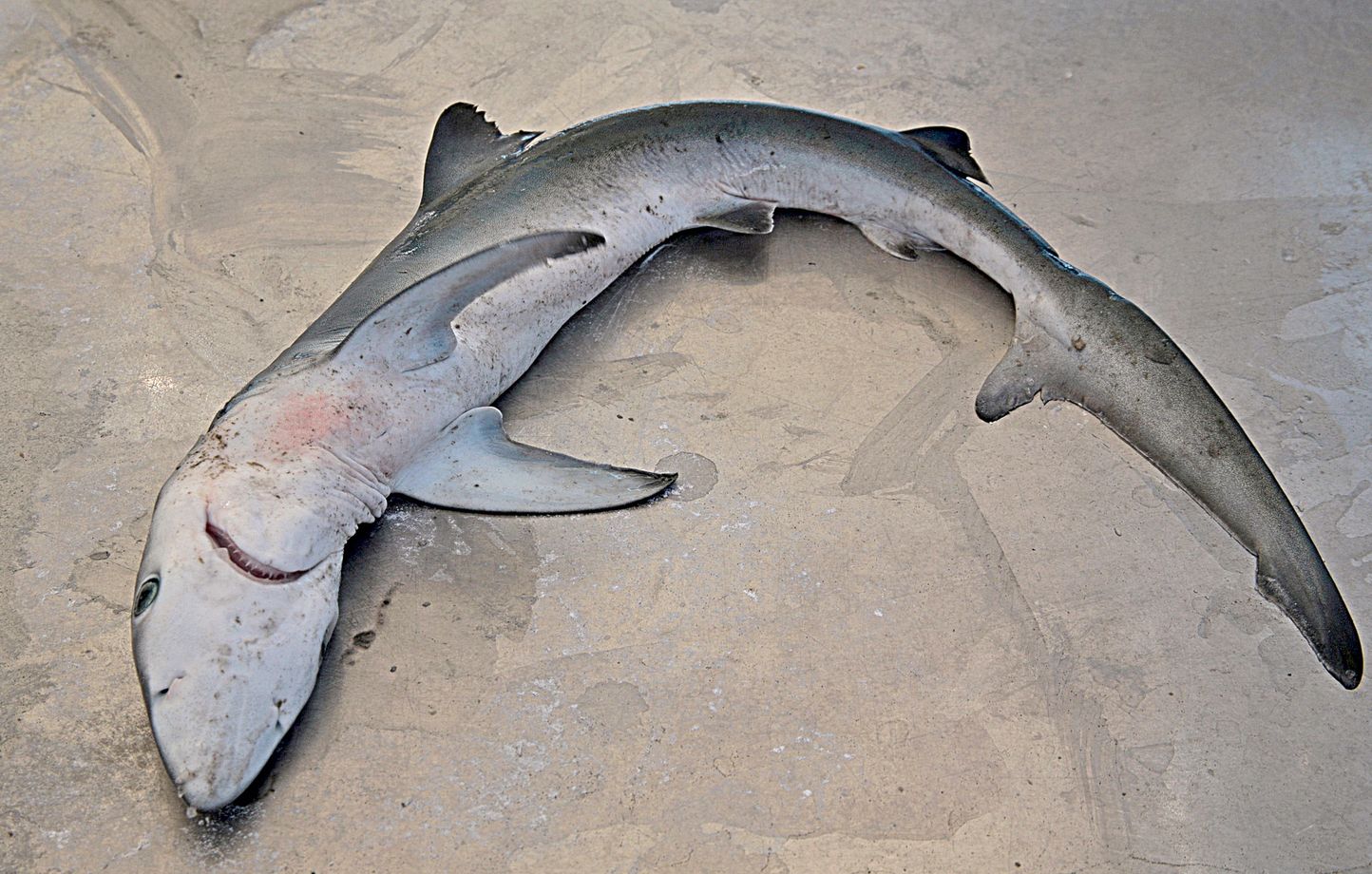 États-Unis : Deux pêcheurs capturent un énorme requin et pourraient bien battre un record local thumbnail