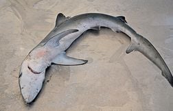 Deux pêcheurs capturent un énorme requin-renard au large des États-Unis
