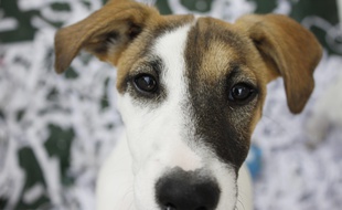 Illustration d'un Jack Russel.