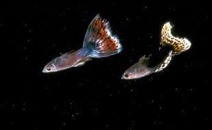 Des guppys, cousins du molly taupe.