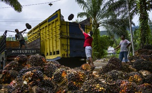 Des ouvriers chargent les fruits de palmiers à huile dans un camion, dans une plantation de la province d'Aceh, en Indonésie.