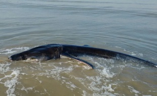 Le requin pèlerin échoué à La Panne (Belgique) le 29 octobre 2016