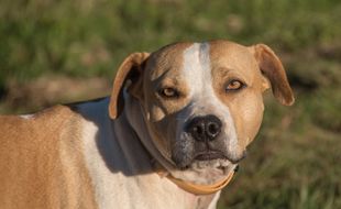 Un American staffordshire a attaqué un homme et un chat à Criel-sur-Mer (Seine-Maritime) en février dernier.