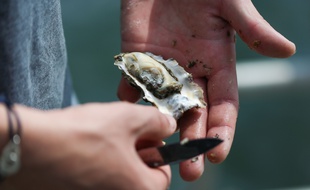 Illustration d'une huitre en retour de maree dans le Golfe du Morbihan entre l'Ile d'Arz et Arradon, le 22 avril 2020.