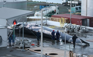 L'animal fait la taille d'un bus, selon les associations de défense des baleines.