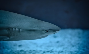Illustration d'un requin.