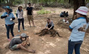 147 tigres ont été confisqués en 2016 à un temple thaïlandais qui les utilisait comme attraction touristique.