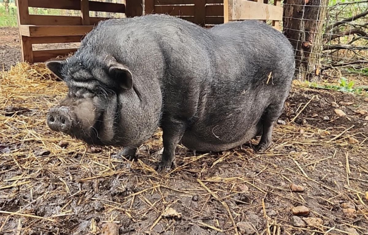 Sarthe : Il lance un appel à témoins pour retrouver sa cochonne de compagnie en fuite