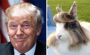 Donald Trump / un lapin