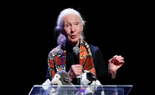 La primatologue Jane Goodall
