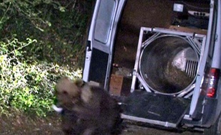 L'ours Balou réintroduit dans les Pyrénées en juin 2006.