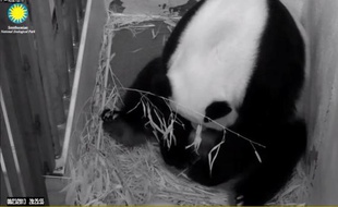 Le bébé de l'espèce des pandas géants, né fin août au zoo national de Washington, a été baptisé Bao Bao, ce qui veut dire en chinois "Trésor" ou "Précieux", et sera montré aux visiteurs à partir de début janvier, annoncé dimanche le zoo.