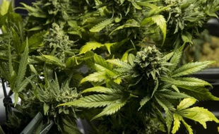 Des plans de cannabis