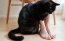 Votre chat ne vous lâche plus : les vraies raisons derrière ce comportement envahissant