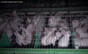 Une nouvelle vidéo de l'association L214 dénonce les conditions d'élevage des lapins, en Charente-Maritime.