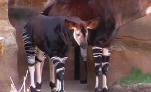 Un bébé Okapi