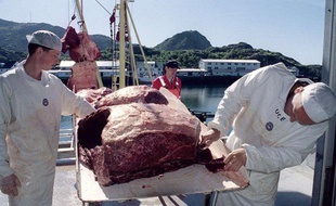 La viande de baleine livrée par les pêcheurs dans les îles Lofoten, au nord de la Norvège, en juillet 2001.