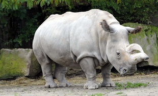 Un des quatre derniers Rhinocéros blancs du Nord encore vivants, sous-espèce en danger critique d'extinction, est mort ce 22 novembre 2015 au zoo de San Diego, en Californie (Etats-Unis).