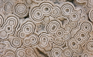 Illustration de fossiles stromatolites.
