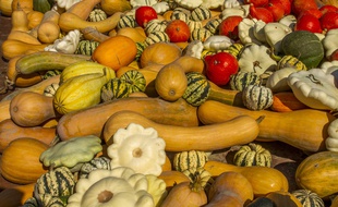 Avec les restes d'une courge, il existe plusieurs astuces pour concocter des jus ou griller des graines (photo d'illustration).