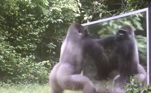 Capture d'écran d'une vidéo de Xavier Hubert Brierre tournée au Gabon.