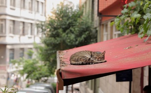 Kedi - Des chats et des hommes de Ceyda Torun