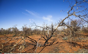Des arbres poussent dans la terre rouge dans l'outback Australien.