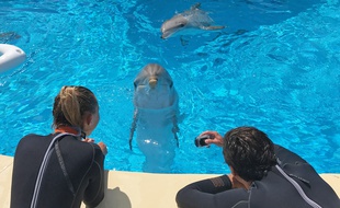 Mercredi, dans le bassin des dauphins