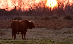 Un taureau de Camargue, aux Saintes-Maries-de-La-Mer