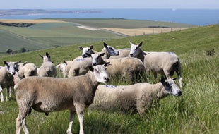 Des moutons de la race boulonnais.
