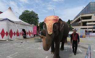 Les éléphantes du cirque Medrano par qui la polémique est arrivée.