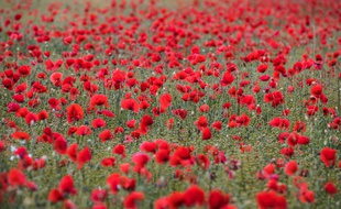 Jolis coquelicots.