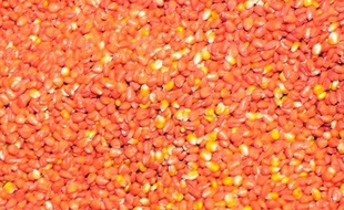 Une variété de maïs génétiquement modifiée