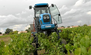 La région nantaise peut produire du vin, malgré son climat proche de celui de la Bretagne.