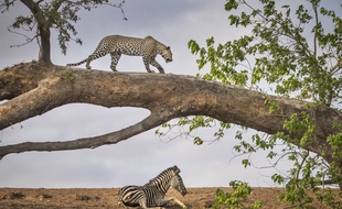 Un léopard et un zèbre observés lors d'un safari au Botswana en octobre 2019.
