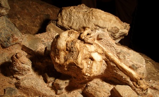 L'australopithèque sud africain, Little Foot.