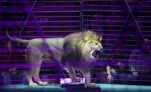 Un lion dans un numéro de cirque. Illustration.