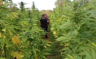 Environ 150 pieds de cannabis poussaient sur un terrain du quartier Doulon