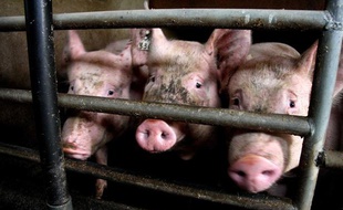 Exploitation porcine à Douarnenez, en Bretagne.