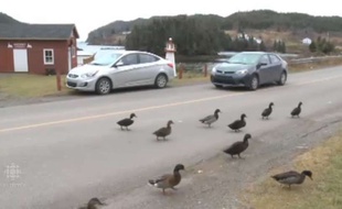 Capture d'écran d'une vidéo de la chaîne de télévision CBC montrant les canards qui ont envahi la ville de Burin, au Canada.