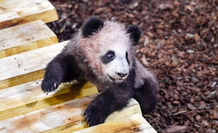 Le panda Yuan Meng lors de sa première sortie publique dans son enclos du ZooParc de Beauval (Loir-et-Cher) le 13 janvier 2018.