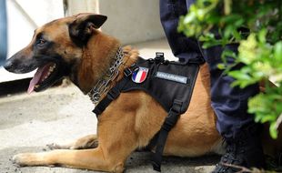 Un des premiers chiens policiers de France spécialisé dans la détection des ceintures d'explosifs.