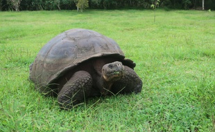 Une tortue dans les îles Galapagos en Equateur, le 10 mars 2021.
