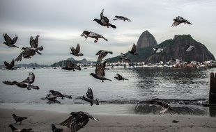 La baie de Guanabara en mars 2015, à Rio de Janeiro.