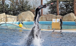Durant un nouveau spectacle avec les dauphins, alors que Marineland promet "moins de performances avec les soigneurs"