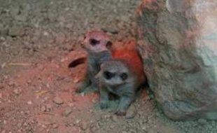 Les deux bébés suricates nés en mars 2016 au zoo de Plaisance-du-Touch, près de Toulouse.