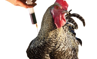 Illustration d'un poulet avec une seringue.