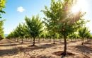 Planter ces fruitiers résistants à la sécheresse en août : le secret d’un verger productif sans arrosage