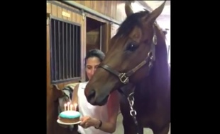 Un cheval souffle ses bougies.